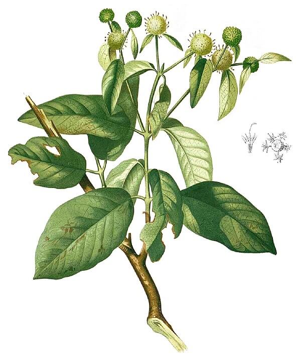 carquam plant